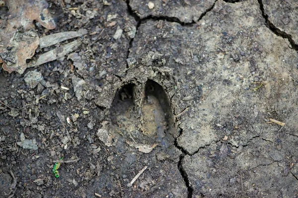 泥トップクローズアップビューで鹿の足跡 — ストック写真