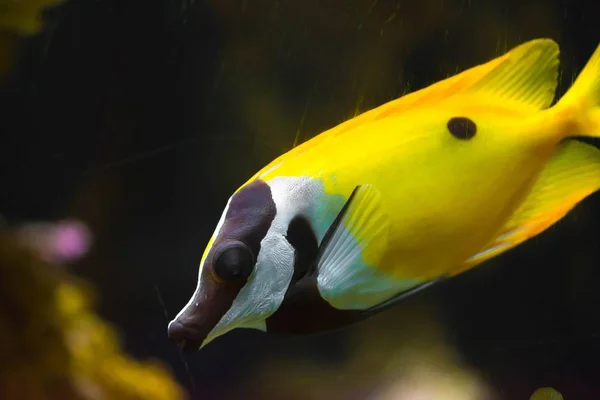 Close up de um ciclídeo de laboratório amarelo limão, um peixe muito popular na aquicultura, peixes tropicais de água doce do lago malawi na África — Fotografia de Stock