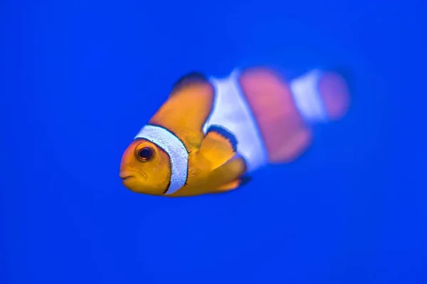 Peces payaso sobre fondo azul marino de cerca — Foto de Stock