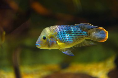 Andinoacara rivulatus - akvaryum da renkli tropikal balık yakın