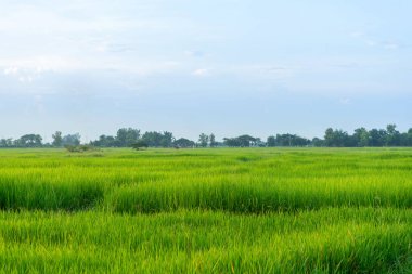 Gün batımında dağlı yeşil pirinç tarlası.