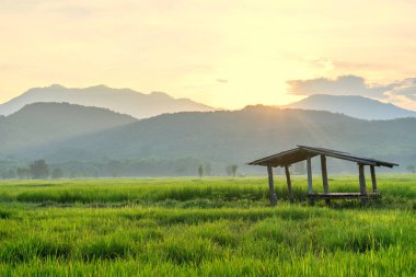 Gün batımında dağlı yeşil pirinç tarlası.