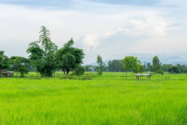Gün batımında dağlı yeşil pirinç tarlası.