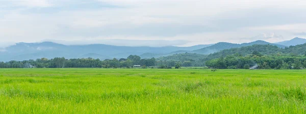 Зелене Рисове Поле Горами Під Час Заходу Сонця — стокове фото