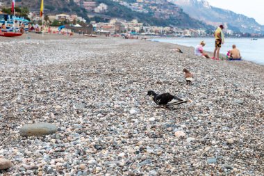 Güvercin yıkananlara ile sahilde