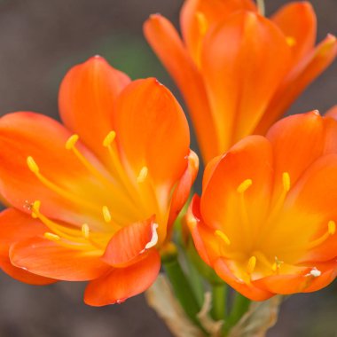 Sulu çiçek Colse Up