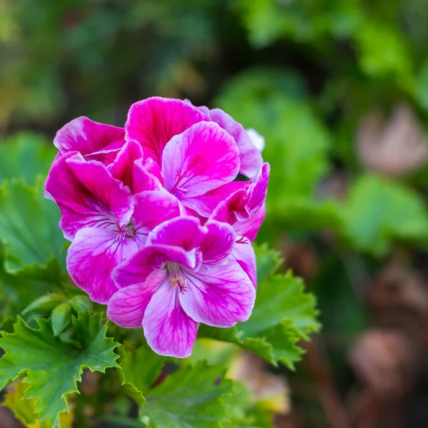 Цветок Герани Полном Расцвете — стоковое фото
