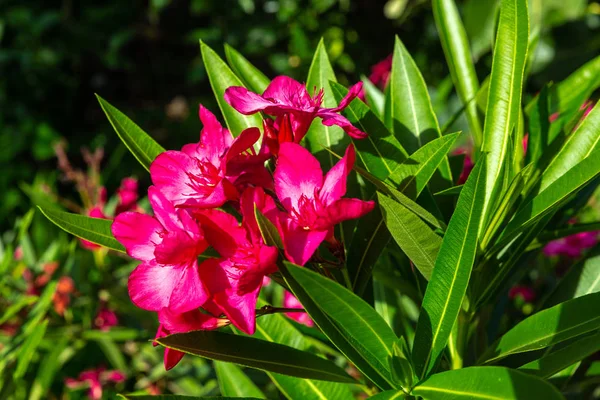 Wspaniały Czerwony Kwiat Oleander — Zdjęcie stockowe