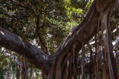 ficus ağacı
