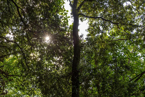 Grüne Italienische Wälder Mit Hohen Bäumen — Stockfoto