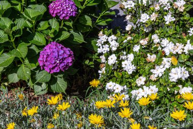 Yaz mevsiminin inanılmaz çiçekleri