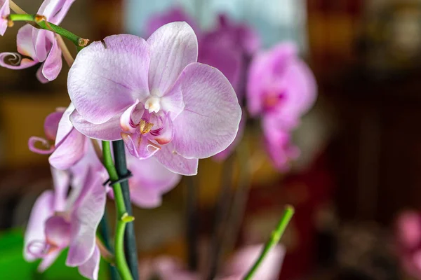 Bela Flor Uma Orquídea Rosa Com Borrão Fundo — Fotografia de Stock