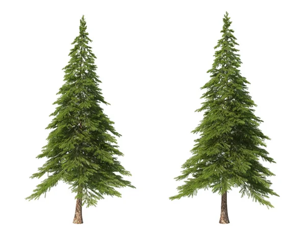 Coniferous trees on an isolated background. Spruce. — Stock Photo, Image