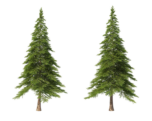 Coniferous trees on an isolated background. Spruce.