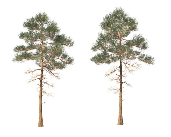 Coniferous trees on an isolated background. — Stock Photo, Image