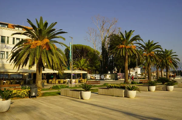 Palmeras Paseo Marítimo Tivat Montenegro — Foto de Stock