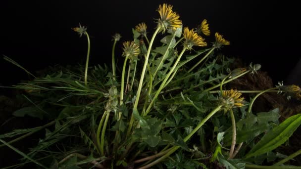 Dandelion flowers blossom — Stock Video