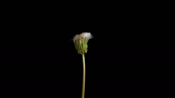 Apertura Flores de diente de león — Vídeo de stock