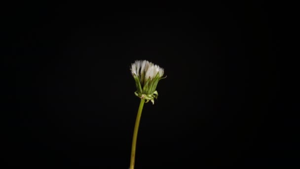 Apertura Flores de diente de león — Vídeo de stock