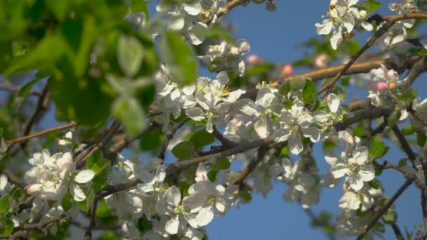 Blumen auf einem blühenden Baum — Stockvideo