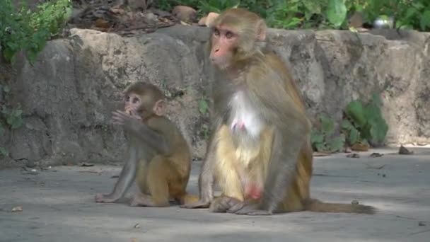 Vrouwelijke aap met cub — Stockvideo