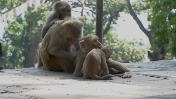 Monkeys in the city of Kathmandu — Stock Video