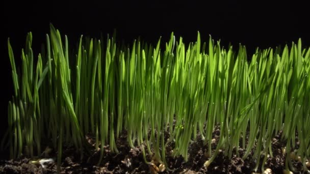 Genç buğday mikroplar — Stok video