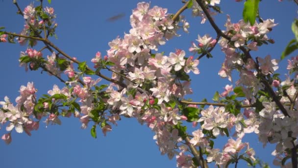 Flowers on a flowering tree — Stock Video