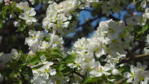 Fiori su un albero fiorito — Video Stock