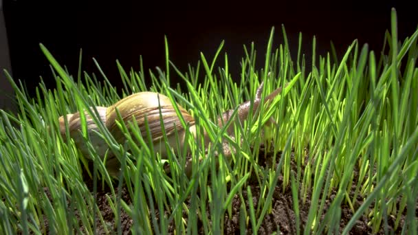 草の中のカタツムリのクロール — ストック動画