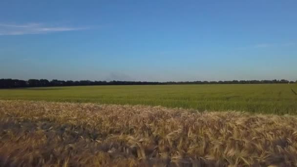 Аэросъемка пшеничного поля — стоковое видео