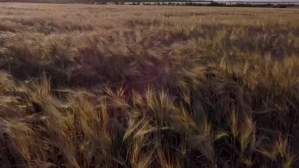 Vue aérienne d'un champ de blé — Video