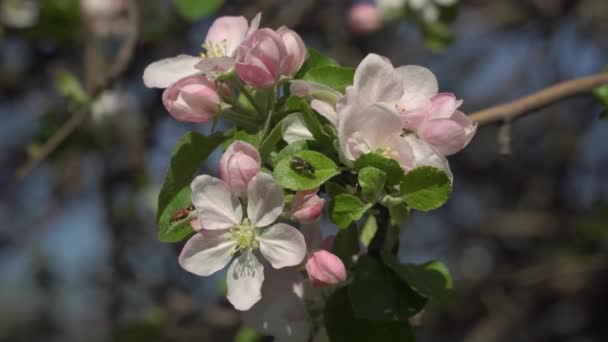 樱花树枝在花园里 — 图库视频影像