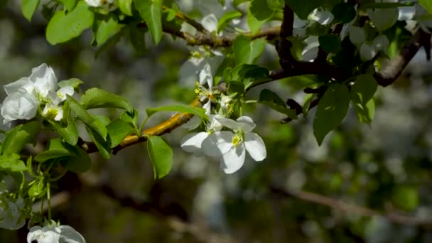 Blumen auf einem blühenden Baum — Stockvideo