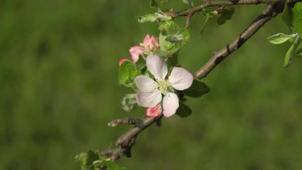 정원에서 꽃 사쿠라 — 비디오