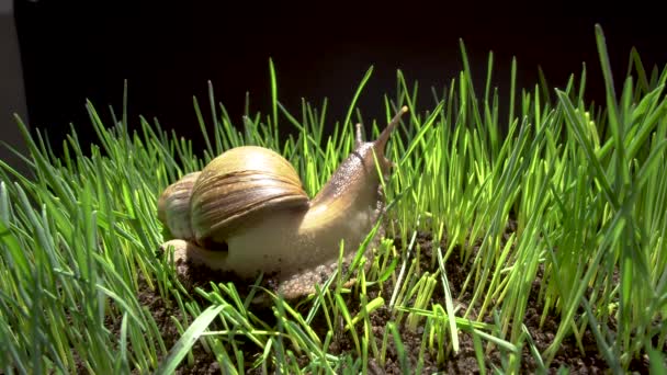 Gros escargot rampant dans l'herbe — Video