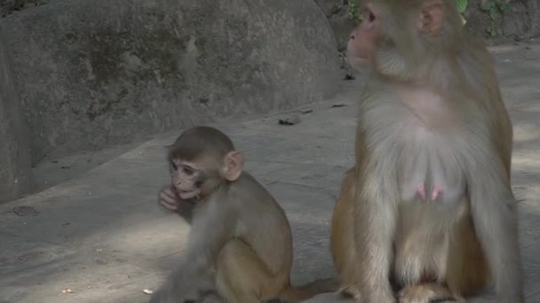 Vrouwelijke aap met cub — Stockvideo