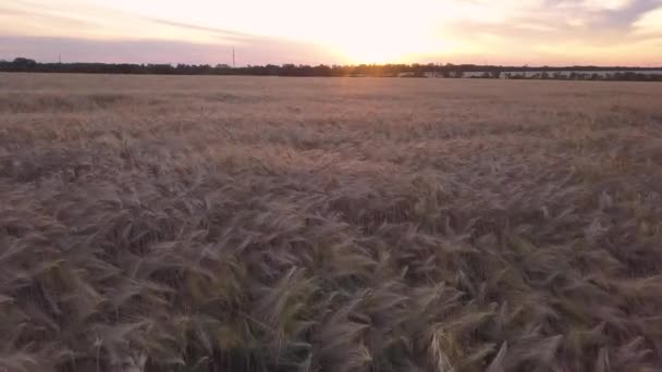 麦畑を空中で撃った — ストック動画