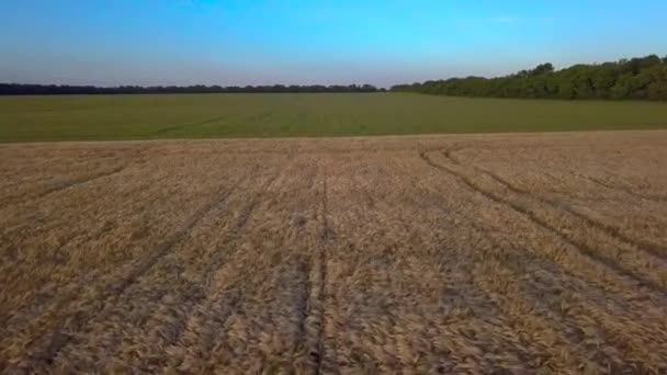 Vuelo Sobre Campos Agrícolas — Vídeo de stock