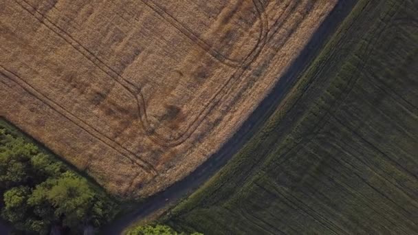 Vue aérienne d'un champ de blé — Video