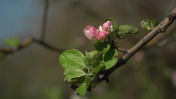 Blütensakura im Garten — Stockvideo