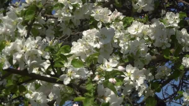 Bloemen op een bloeiende boom — Stockvideo