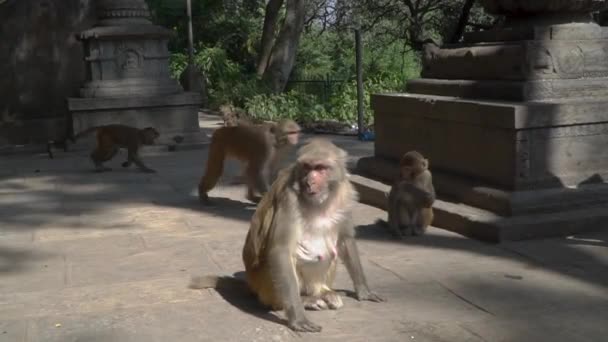 Monos en la ciudad de Katmandú — Vídeos de Stock
