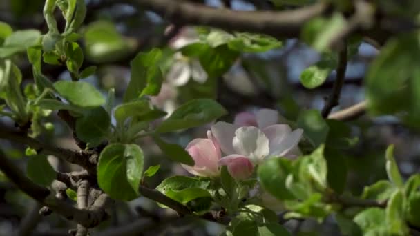 Bloeiende sakura in de tuin — Stockvideo