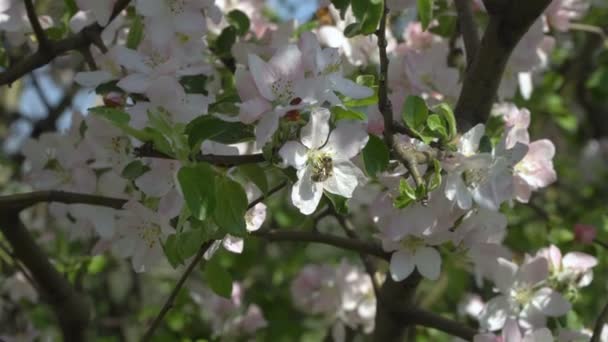 Spring Blossoming Tree Blue Sky — Stock Video
