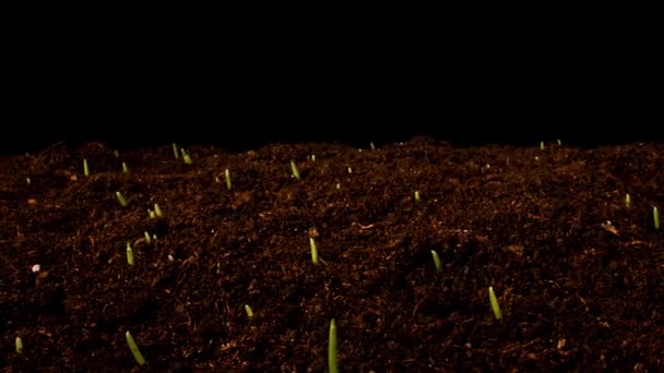 Пророщування паростків пшениці . — стокове відео