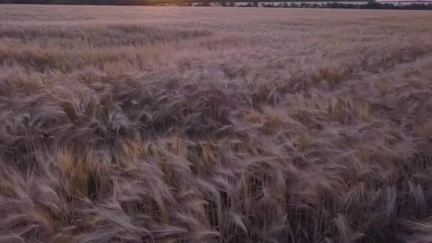 Vue aérienne d'un champ de blé — Video