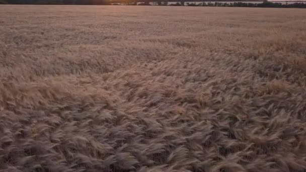 Аэросъемка пшеничного поля — стоковое видео