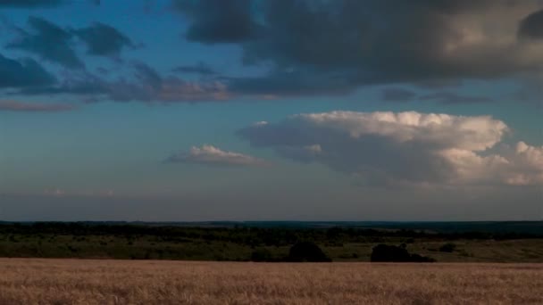 Wolken die bewegen over geel veld — Stockvideo