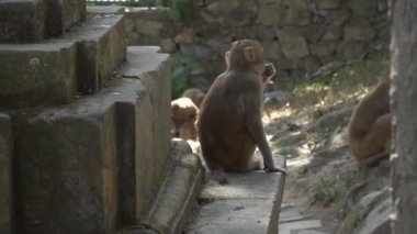 Kadın maymun yavrusu ile